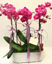 Beyaz seramik ierisinde 4 dall orkide  online Bursa ucuz iek gnder 