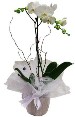 Tek dall beyaz orkide  iekiler Bursa online iek gnderme sipari 