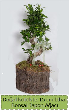 Doal ktkte thal bonsai japon aac  Bursa iek nilfer nternetten iek siparii 