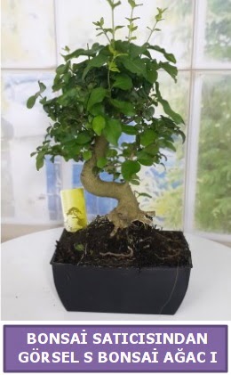 S dal erilii bonsai japon aac  Bursaya iek yolla orhangazi iek sat 