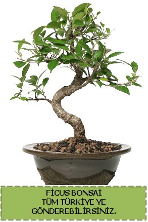 Ficus bonsai  iek siparii Bursa karacabey iek yolla 