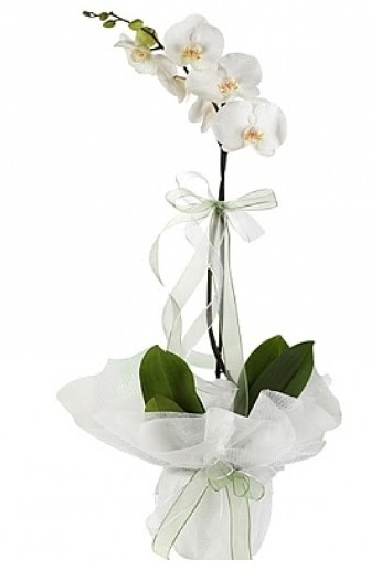 Tekli Beyaz Orkide  ieki Bursa nilfer hediye iek yolla 