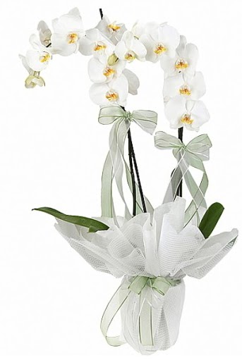 ift Dall Beyaz Orkide  Bursa osmangazi online ieki , iek siparii 