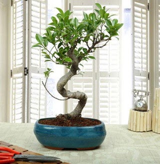 Amazing Bonsai Ficus S thal  Bursa inegl kaliteli taze ve ucuz iekler 