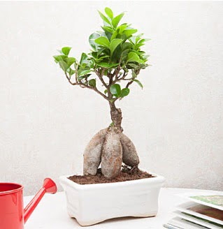 Exotic Ficus Bonsai ginseng  iek sipariiBursa mustafa kemal paa iek siparii sitesi 