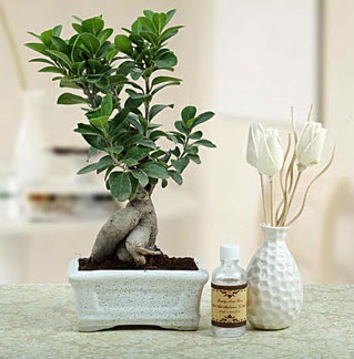 Ginseng ficus bonsai  iek yolla Bursa orhaneli iekiler 