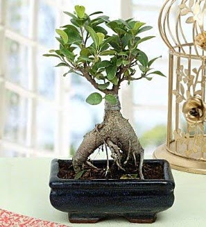 Appealing Ficus Ginseng Bonsai  Bursa osmangazi online ieki , iek siparii 