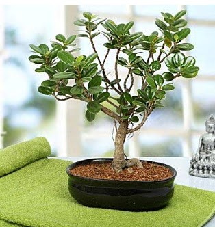 Lovely Ficus Iceland Bonsai  Bursa osmangazi online ieki , iek siparii 