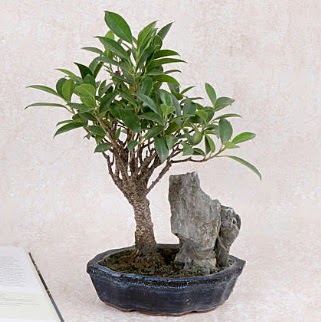 Japon aac Evergreen Ficus Bonsai  iek siparii Bursa karacabey iek yolla 