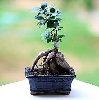Marvellous Ficus Microcarpa ginseng bonsai  iek Bursa yeniehir ieki maazas 