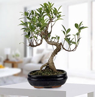 Gorgeous Ficus S shaped japon bonsai  cicekciler Bursa gemlik gvenli kaliteli hzl iek 