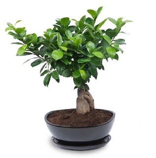 Ginseng bonsai aac zel ithal rn  Bursa osmangazi internetten iek sat 