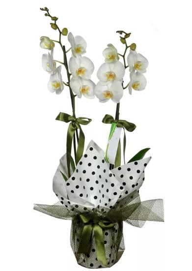 ift Dall Beyaz Orkide  Bursa iek siparii karacabey 14 ubat sevgililer gn iek 