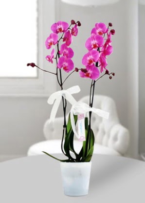 Çift dallı mor orkide  çiçek yolla Bursa orhaneli çiçekçiler 
