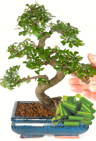 Yaklaşık 25 cm boyutlarında S bonsai  Bursa çiçek gönder nilüfer çiçek siparişi vermek 