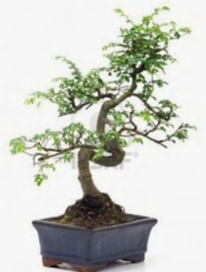 S gvde bonsai minyatr aa japon aac  Bursaya iek yolla orhangazi iek sat 