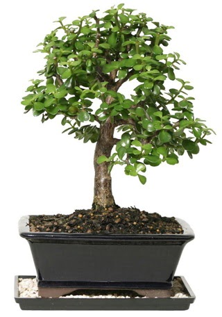 15 cm civar Zerkova bonsai bitkisi  Bursa iek gnder nilfer iek siparii vermek 