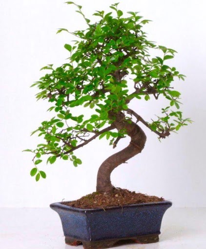 S gvdeli bonsai minyatr aa japon aac  iek siparii Bursa karacabey iek yolla 