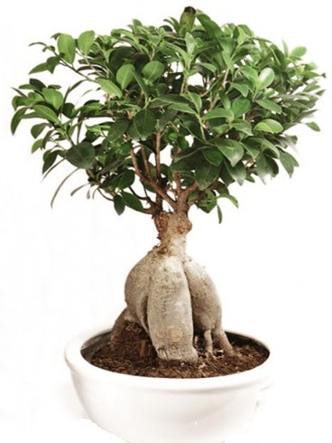 Ginseng bonsai japon aac ficus ginseng  Bursadaki iekiler karacabey ieki telefonlar 