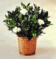  Bursa çiçek siparişi karacabey 14 şubat sevgililer günü çiçek  Gardenia Plant ithal saksi