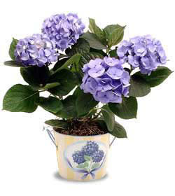  Bursa osmangazi online çiçekçi , çiçek siparişi  Hydrangea Plant ortanca