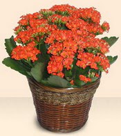  çiçek siparişiBursa mustafa kemal paşa çiçek siparişi sitesi  Large Kalanchoe in Basket