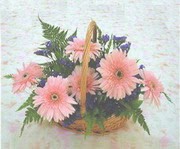 gerbera çiçeklerinde sepet   Bursa çiçek yolla nilüfer çiçek gönderme 