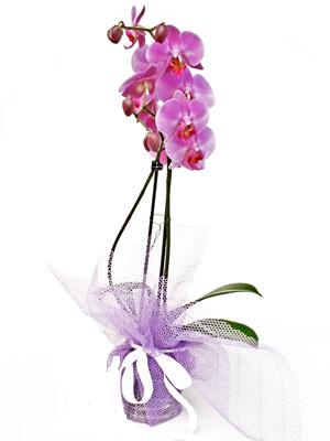  Bursa osmangazi online çiçekçi , çiçek siparişi  Kaliteli ithal saksida orkide