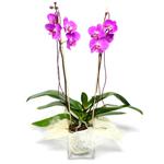  Bursaya çiçek yolla orhangazi çiçek satışı  Cam yada mika vazo içerisinde  1 kök orkide