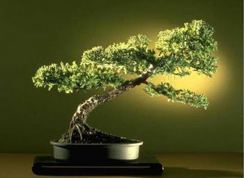 ithal bonsai saksi çiçegi  Bursa orhangazi internetten çiçek siparişi 