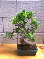 ithal bonsai saksi çiçegi  Bursa büyük orhan yurtiçi ve yurtdışı çiçek siparişi 