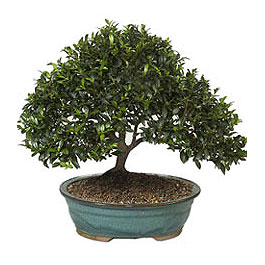  online Bursa ucuz iek gnder  ithal bonsai saksi iegi  iek siparii Bursa karacabey iek yolla 