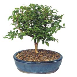  Bursa orhangazi internetten iek siparii  ithal bonsai saksi iegi  Bursa iek sat kestel uluslararas iek gnderme 