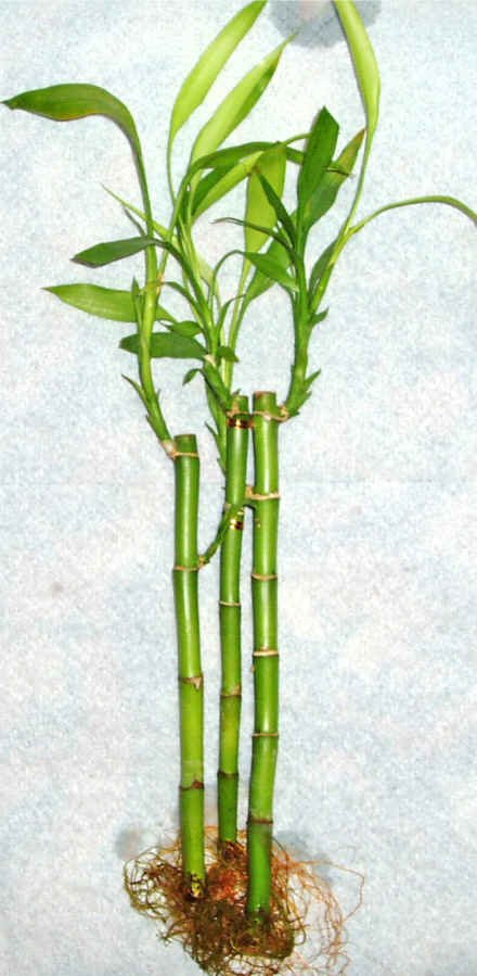 Lucky Bamboo 3 adet vazo hediye edilir   iekiler Bursa online iek gnderme sipari 