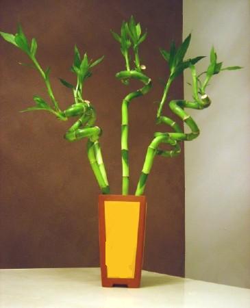 Lucky Bamboo 5 adet vazo ierisinde  Bursa osmangazi internetten iek sat 