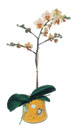  Bursa ya çiçek yolla mudanya cicek , cicekci  Phalaenopsis Orkide ithal kalite
