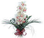  Bursa çiçek gönder nilüfer çiçek siparişi vermek  Dal orkide ithal iyi kalite