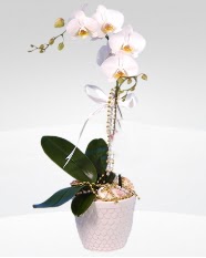 1 dallı orkide saksı çiçeği  Bursa çiçek satışı kestel uluslararası çiçek gönderme 