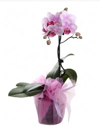 1 dal pembe orkide saksı çiçeği  çiçek siparişi Bursa nilüfer anneler günü çiçek yolla 