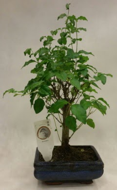 Minyatür bonsai japon ağacı satışı  Bursa çiçekçi osman gazi çiçek gönderme sitemiz güvenlidir 
