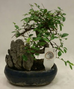 İthal 1.ci kalite bonsai japon ağacı  Bursaya çiçek yolla orhangazi çiçek satışı 