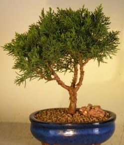 Servi çam bonsai japon ağacı bitkisi  Bursa çiçek yolla nilüfer çiçek gönderme 