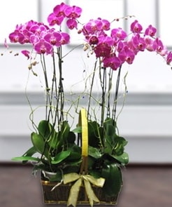 7 dallı mor lila orkide  çiçek siparişi Bursa karacabey çiçek yolla 