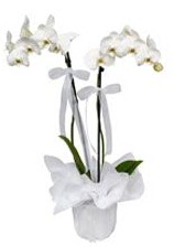 2 dallı beyaz orkide  Bursa iznik hediye sevgilime hediye çiçek 