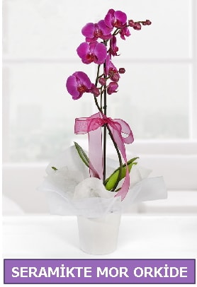 Seramik içerisinde birinci kalite tek dallı mor orkide  Bursadaki çiçekçiler karacabey çiçekçi telefonları 