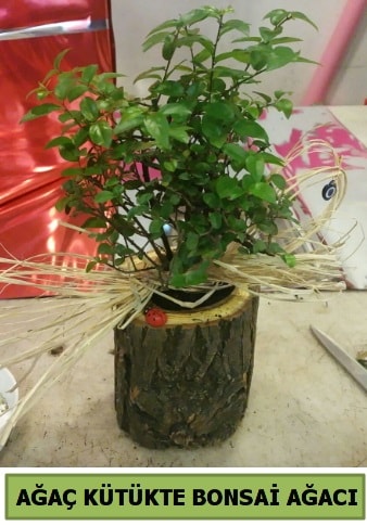 Doğal ağaç kütük içerisinde bonsai ağacı  çiçek siparişi Bursa karacabey çiçek yolla 