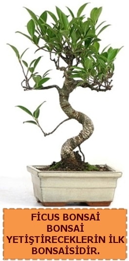 Ficus bonsai 15 ile 25 cm arasındadır  Bursa çiçek yolla nilüfer çiçek gönderme 