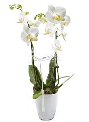 2 dallı beyaz seramik beyaz orkide saksısı  çiçek siparişi Bursa karacabey çiçek yolla 