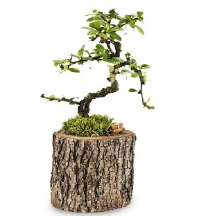 Doğal kütükte S bonsai ağacı  Bursaya çiçek yolla orhangazi çiçek satışı 