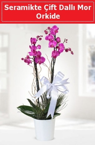 Seramikte Çift Dallı Mor Orkide  Bursa osmangazi online çiçekçi , çiçek siparişi 